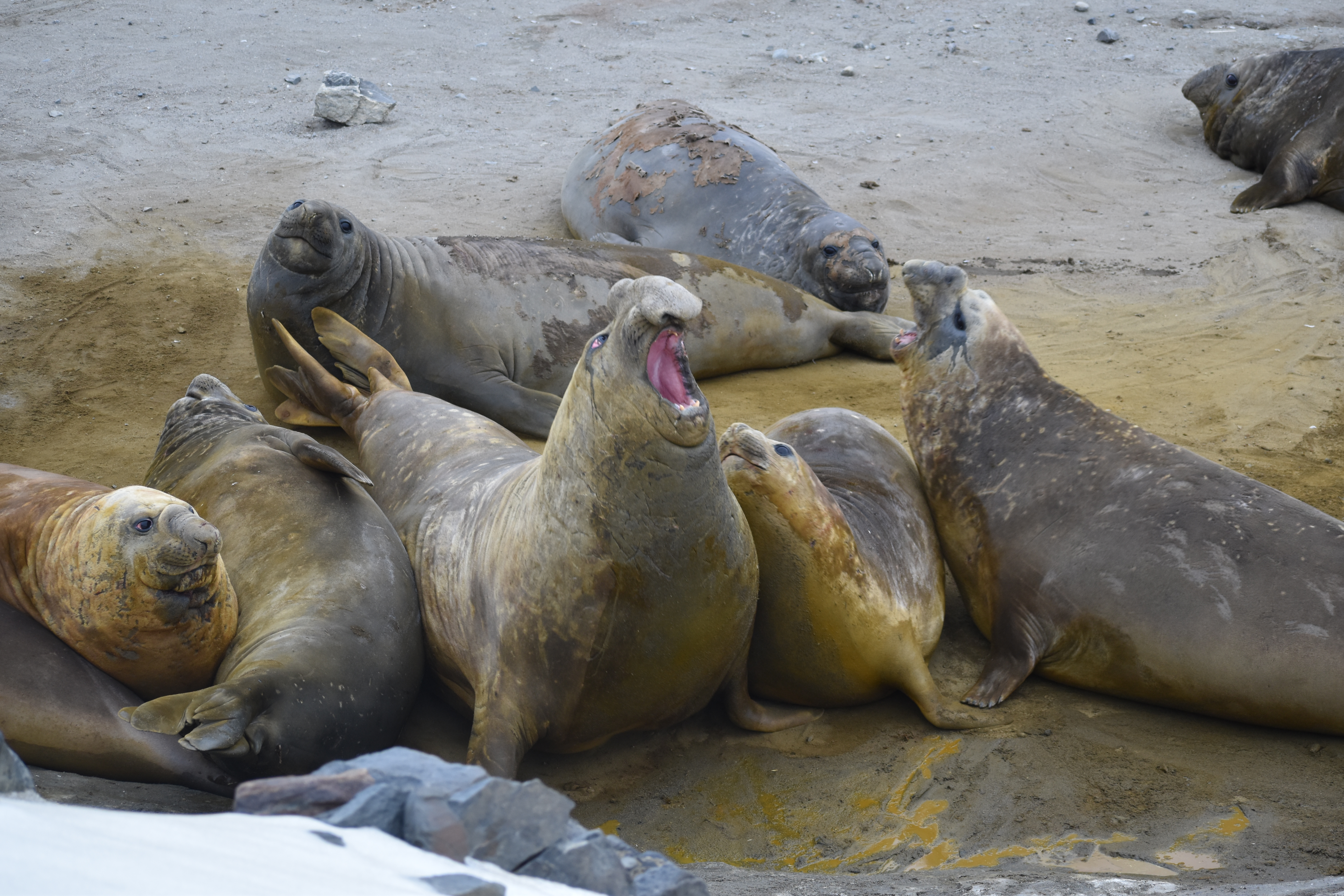 Elephant Seals